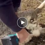 Brixon bežične škare za ovce, konje i stoku + rezervne baterije (2 x 4 Ah) – video