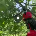 Električne škare za orezivanje s punjivom baterijom od 1,5 Ah – video
