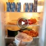 Kutije za pohranu u hladnjaku (4) – video