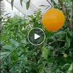 Lovka za muhe (4 komada) – video