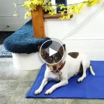 Podloga za hlađenje za kućne ljubimce – 90 x 50 cm, nije potrebna struja ni voda – video