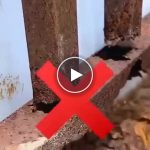 Posebna boja za zaštitu zahrđalih površina – kupi 1, dobiješ 1 besplatno – video