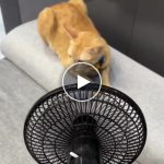 Prijenosni bežični ventilator na punjivu bateriju – video