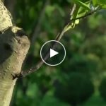 Škare za orezivanje drveća – video