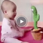 Veseli kaktus – video