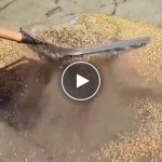 Vrtna cjedila – video